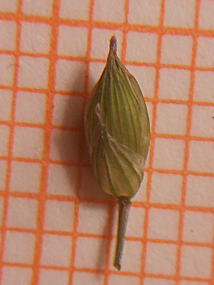 Panicum miliaceum L.